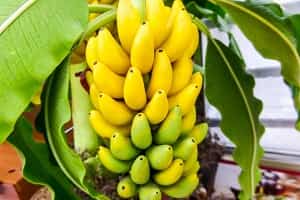 Bananas