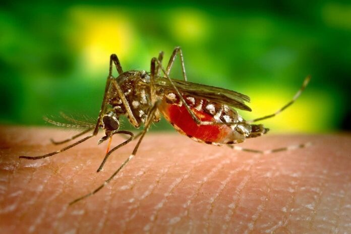 Dengue Fever Symptoms