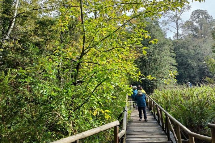 forest bathing training