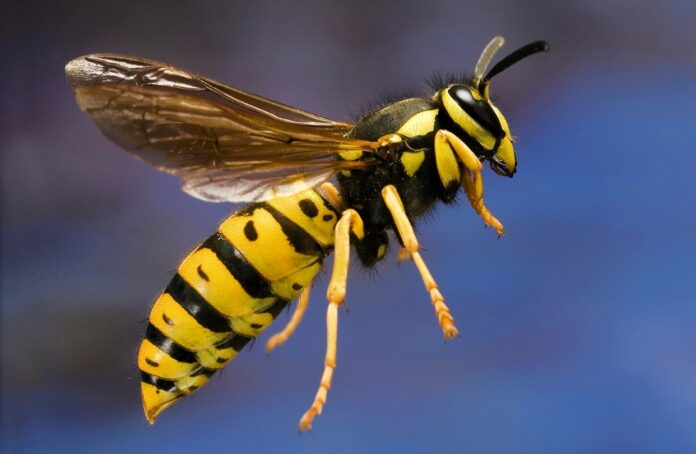 symptoms-of-yellow-jacket