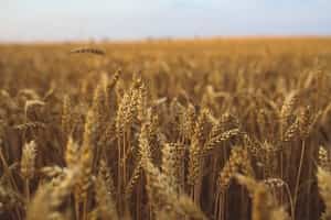 whole-grains